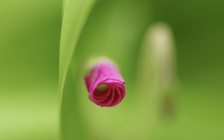 Virtue of the Week – Love